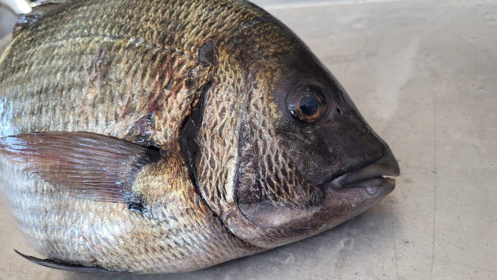 Kaya Kurdu Nedir? Surf Casting Avlarında Neden Etkilidir?