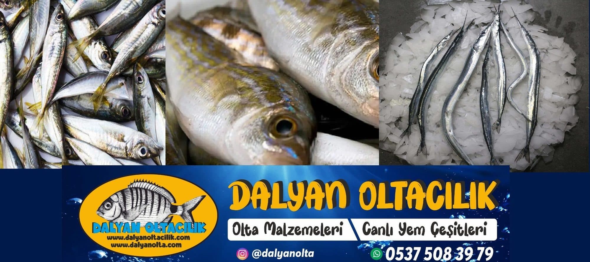 Deniz Solucanı