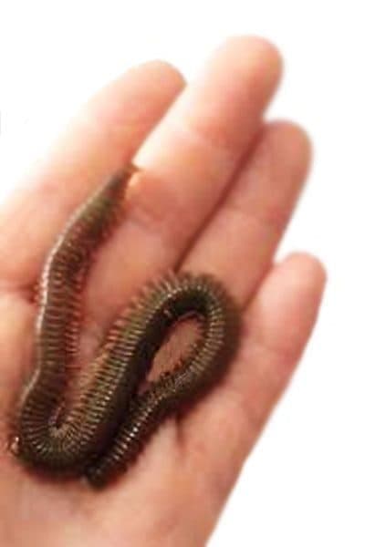 8 Live Bait, 8 Live Bait Çin Kurdu fiyatları, Live Bait Lugworm nedir, Çin kurdu nerede bulunur, Çin kurdu nereden alınır, Live Bait Türkiye distribütörü, Live Bait Antalya bayisi, Live Bait İzmir satış noktası, Canlı Çin kurdu satan yerler, Lugworm canlı