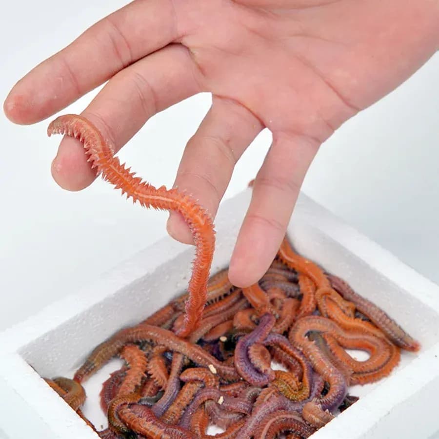 8 Live Bait, 8 Live Bait Çin Kurdu fiyatları, Live Bait Lugworm nedir, Çin kurdu nerede bulunur, Çin kurdu nereden alınır, Live Bait Türkiye distribütörü, Live Bait Antalya bayisi, Live Bait İzmir satış noktası, Canlı Çin kurdu satan yerler, Lugworm canlı